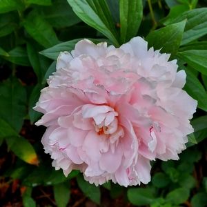 Meet your Posher, Pamela